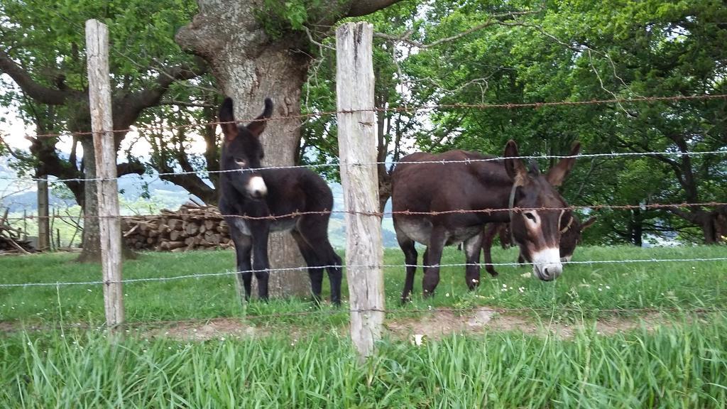 Casa Rural Urkulu Landetxea Arechavaleta Eksteriør billede
